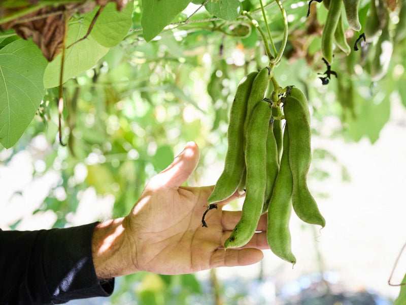 土佐八升豆の含有成分を調べてみたら、やっぱりスーパーフードだった！