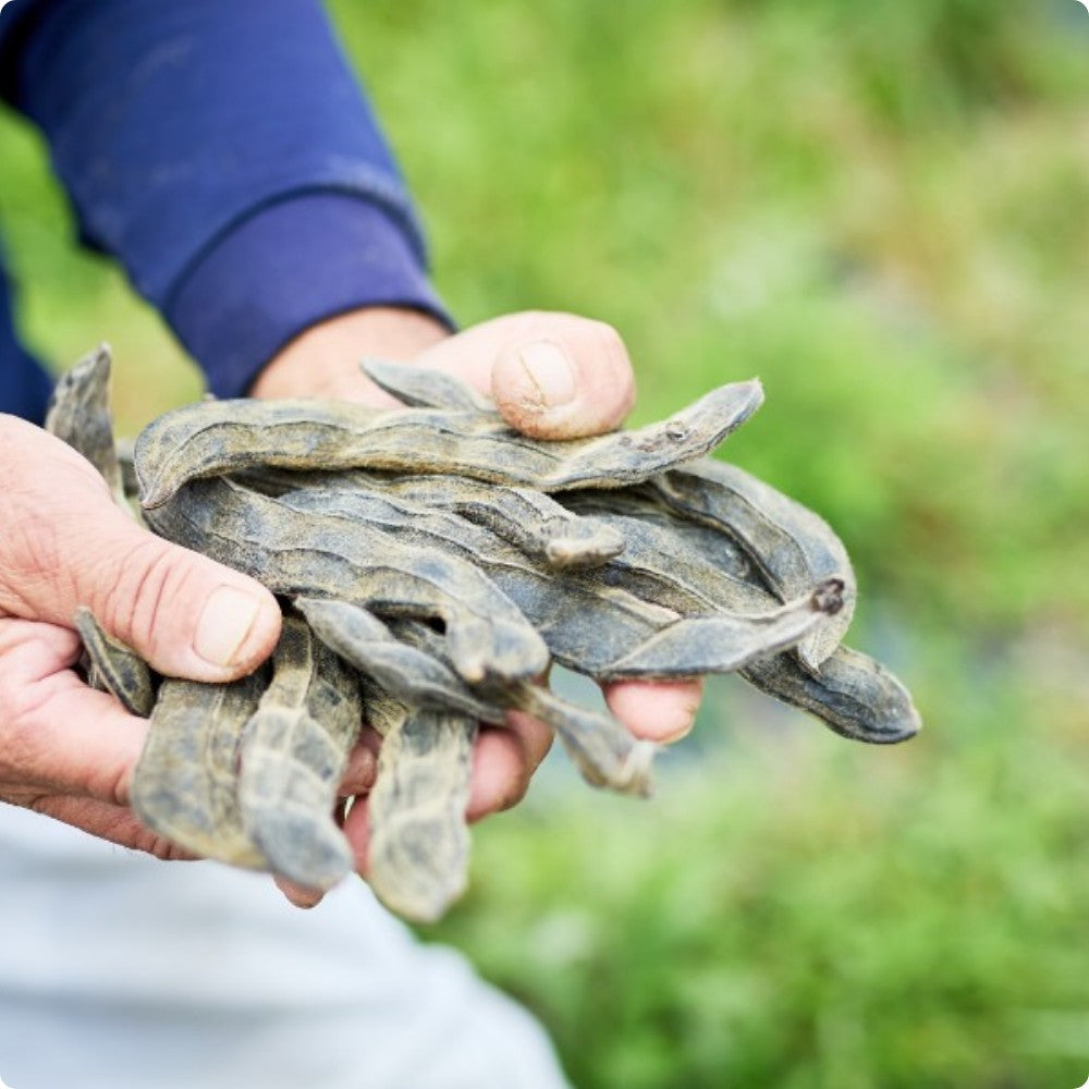 お試しセット】赤トマト豆ゼリー 10本 – 土佐八升豆の聖地、日高村から